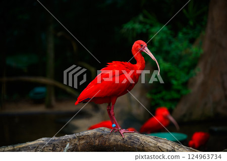 Red ibis on the trunk 124963734