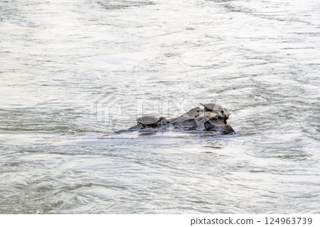 A lively group of otters is joyfully swimming in the water A lively group of otters is joyfully swimming in the water 124963739