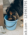 A dog is happily drinking refreshing water from a blue bucket 124963795