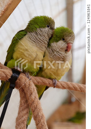 Speaking parrot. One parrot says something in the ear of another parrot Speaking parrot. One parrot says something in the ear of another parrot 124963841