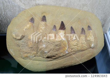 Real Mosasaurus jaw from Khouribga city, Morocco, western Africa 124963843