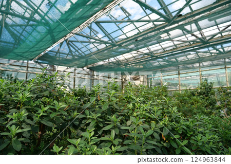 Healthy green trees grows in greenhouse, ecological balance of planet Healthy green trees grows in greenhouse, ecological balance of planet 124963844