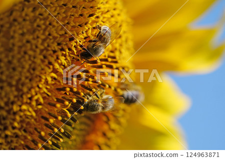 Beautiful sunflower with bees, close-up shot 124963871