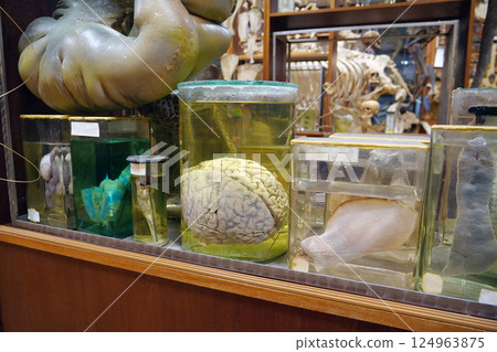 Internal organs. Fertile horn of uterus, cow brain, lizard and real human brain 124963875
