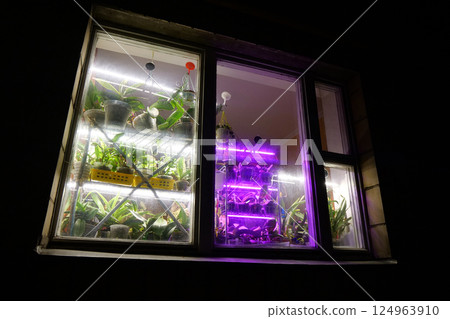 Potted houseplants stand near the window. Purple lighting for growth of flowers Potted houseplants stand near the window. Purple lighting for growth of flowers 124963910