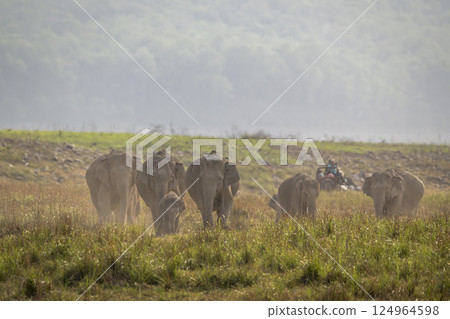 wild asian elephant or Elephas maximus indicus herd or group family head on aggression in summer season safari in natural green scenic grassland at jim corbett national park forest uttarakhand india 124964598