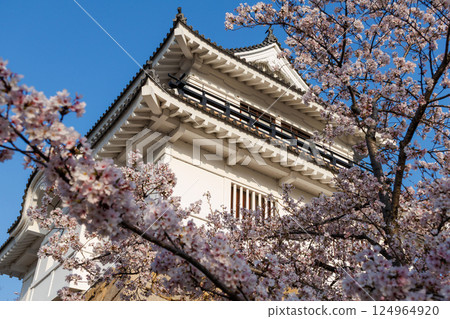 Cherry blossoms blooming within Fukuyama Castle 124964920