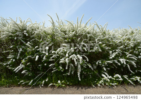 Spiraea thunbergii, snow willow, Rosaceae, deciduous shrub of the Spiraea genus, Kogomeba, Kogomeya serrata, native to Japan, spring flowers, floral pattern, spring 124965498