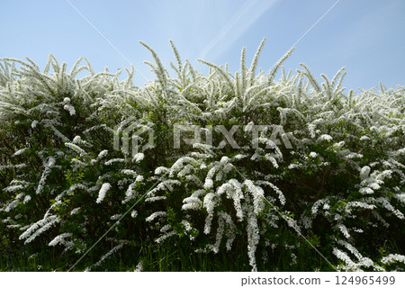 雪柳,薔薇科,繡線菊屬落葉灌木,日本原產,春季花卉,花卉圖案,春季 雪柳,薔薇科,繡線菊屬落葉灌木,日本原產,春季花卉,花卉圖案,春季 124965499