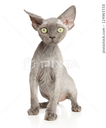 Wrinkled Sphynx Cat on White Background 124965558