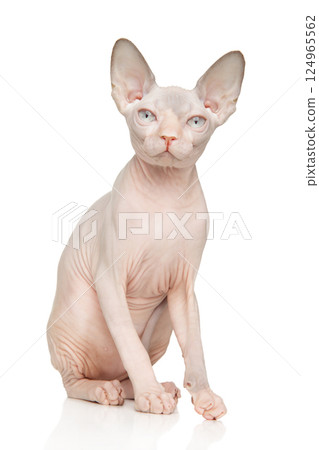 Sitting Sphynx Cat on White Background 124965562