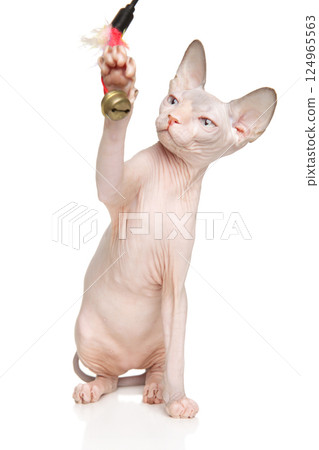 Playful Sphynx Cat Reaching for Feather Toy 124965563