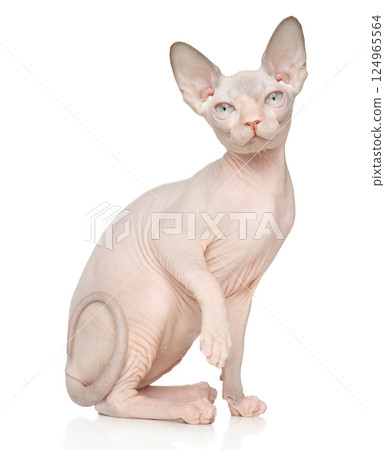Young Sphynx Kitten Sitting Pretty 124965564