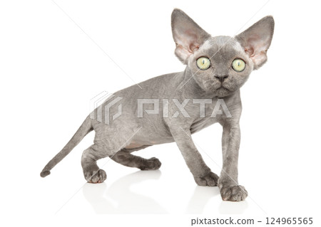 Young Devon Rex Kitten on White 124965565
