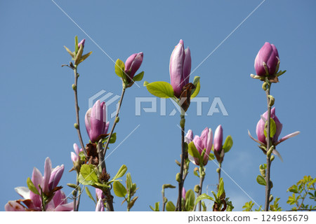 Shimokuren 124965679