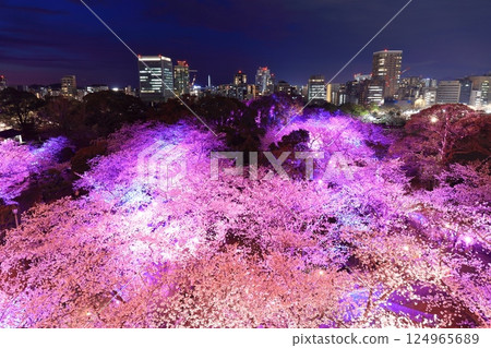 [Fukuoka Prefecture] Illuminated cherry blossoms at Maizuru Park (Fukuoka Castle) and the night view of Fukuoka 124965689