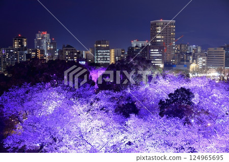 [Fukuoka Prefecture] Illuminated cherry blossoms at Maizuru Park (Fukuoka Castle) and the night view of Fukuoka 124965695