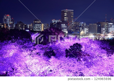 [Fukuoka Prefecture] Illuminated cherry blossoms at Maizuru Park (Fukuoka Castle) and the night view of Fukuoka 124965696