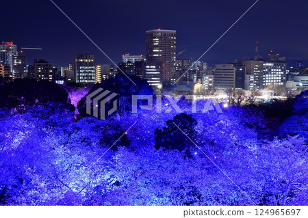 [Fukuoka Prefecture] Illuminated cherry blossoms at Maizuru Park (Fukuoka Castle) and the night view of Fukuoka 124965697