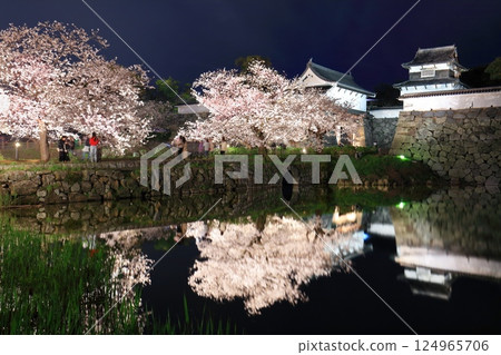 [Fukuoka Prefecture] Cherry blossom illumination at Maizuru Park (Fukuoka Castle) 124965706
