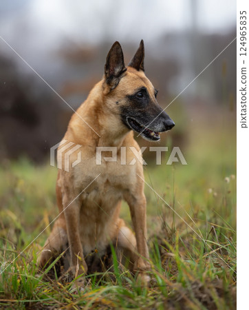 Alert Belgian Malinois Sitting on Grass and Looking to Side 124965835