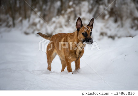Belgian Malinois Standing in Snow with Frost on Face 124965836