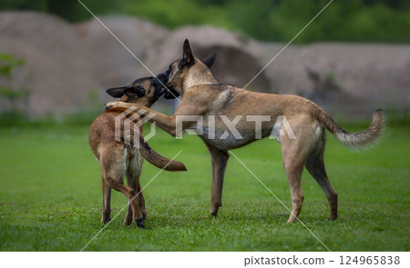 Two Belgian Malinois Dogs Playfully Interacting on Grass Field Two Belgian Malinois Dogs Playfully Interacting on Grass Field 124965838