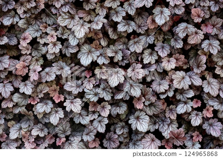 Heuchera dolce 葉子特寫的背景照片 124965868