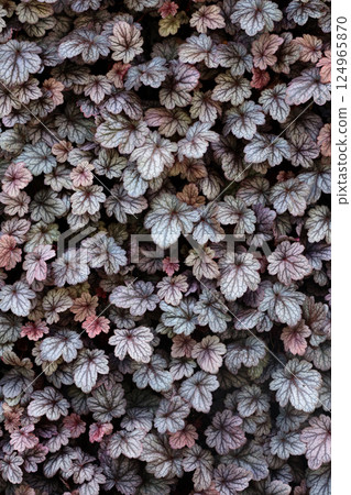 Heuchera dolce 葉子特寫的背景照片 124965870