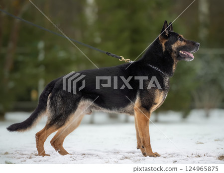 German Shepherd Dog Standing on Snowy Ground in Winter Forest German Shepherd Dog Standing on Snowy Ground in Winter Forest 124965875