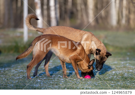 Two Belgian Malinois Dogs Investigating Pink Ball on Frosty Grass Two Belgian Malinois Dogs Investigating Pink Ball on Frosty Grass 124965879