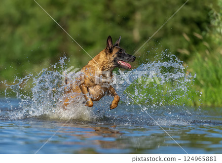 Fast Belgian Malinois Running Through Water Creating Big Splash 124965881