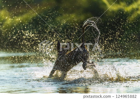 Energetic Belgian Malinois Running Through Water in Backlight Spray 124965882