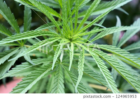 Green cannabis leaves, cannabis bush 124965953