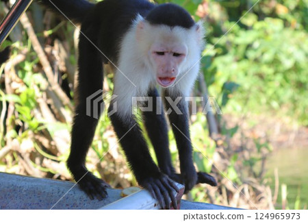 Wild monkeys ask tourists for food 124965973