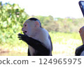 Wild monkeys ask tourists for food 124965975