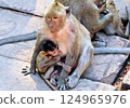 Wild monkeys ask tourists for food 124965976