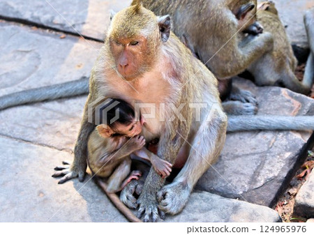 Wild monkeys ask tourists for food 124965976
