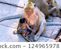 Wild monkeys ask tourists for food 124965978