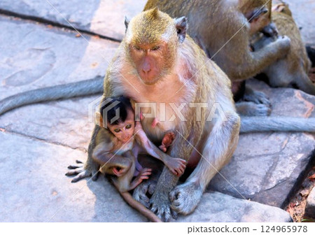 Wild monkeys ask tourists for food Wild monkeys ask tourists for food 124965978
