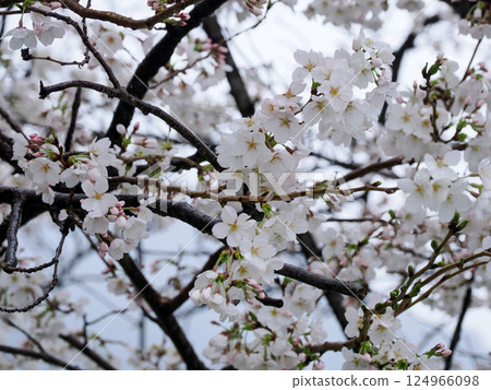 Scenery with cherry blossoms 124966098