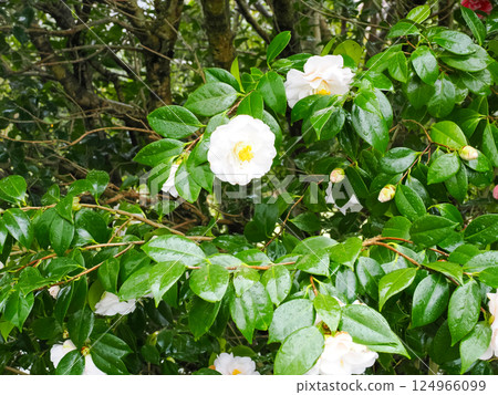 Landscape with white camellias 124966099