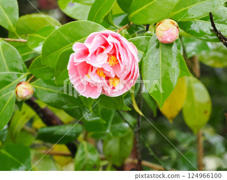 Landscape with camellias in double bloom 124966100