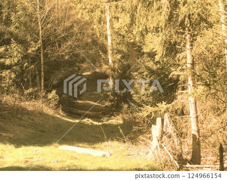birch trees in the autumn forest birch trees in the autumn forest 124966154