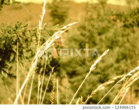 grass in the field grass in the field 124966155