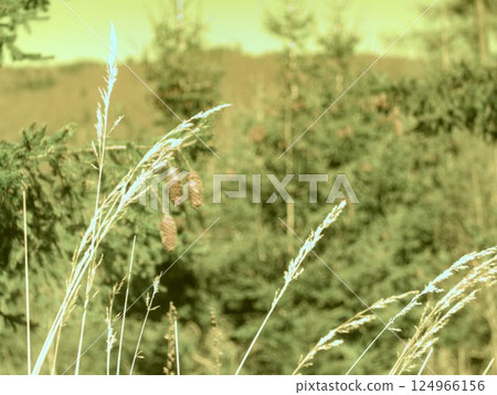 ears of wheat on the field ears of wheat on the field 124966156