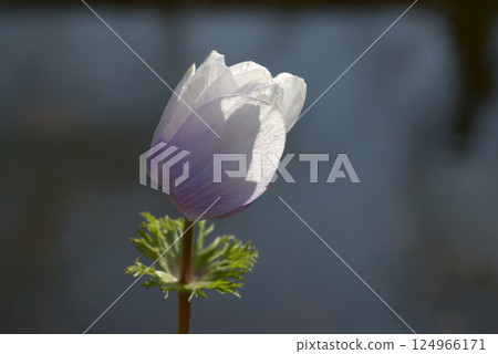 Anemones Anemones 124966171
