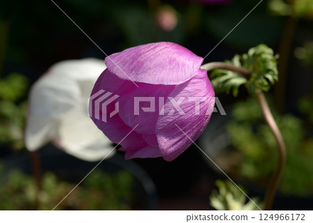 Anemones Anemones 124966172