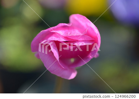 Anemones Anemones 124966200