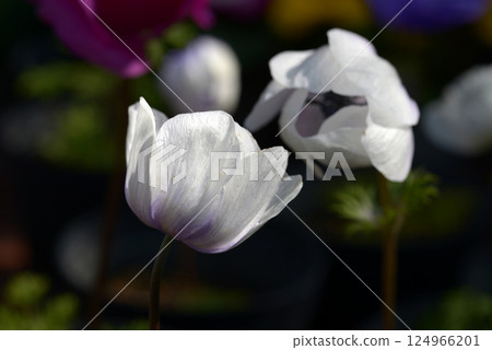 Anemones 124966201